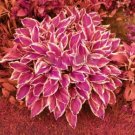 Hosta Seed Perennials Rose Red Leaves with White Edge 200 PCS Seeds Hosta Seed Perennials Rose Red Leaves with White Edge 200 PCS Seeds