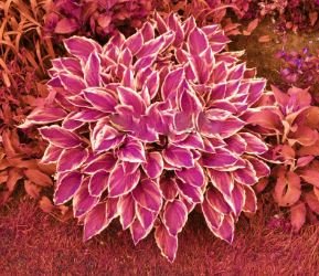 Hosta Seed Perennials Rose Red Leaves with White Edge 200 PCS Seeds