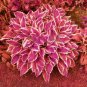Hosta Seed Perennials Rose Red Leaves with White Edge 200 PCS Seeds