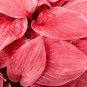 Hosta Seed Perennials Rose Red Leaves with White Edge 200 PCS Seeds