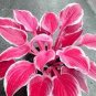 Hosta Seed Perennials Rose Red Leaves with White Edge 200 PCS Seeds