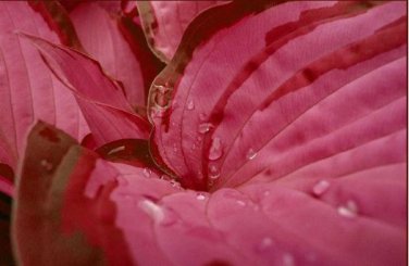 Hosta Seeds 2 Colors Available 200 PCS Seeds
