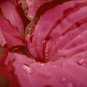 Hosta Seeds 2 Colors Available 200 PCS Seeds
