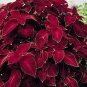 Hosta Seeds 2 Colors Available 200 PCS Seeds