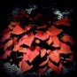 Hosta Seeds 2 Colors Available 200 PCS Seeds