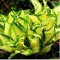 Hosta Seeds Bright Fresh Green Color 200 PCS Seeds