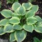 Hosta Seeds Bright Fresh Green Color 200 PCS Seeds