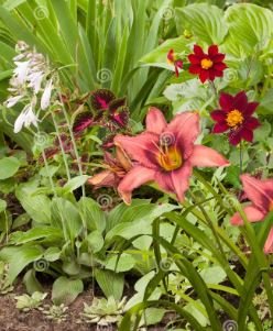 hosta seeds Coleus plant seeds colorful flower bonsai 100 PCS Seeds