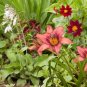 hosta seeds Coleus plant seeds colorful flower bonsai 100 PCS Seeds