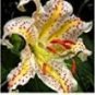 hosta seeds Coleus plant seeds colorful flower bonsai 100 PCS Seeds
