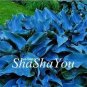 Hosta Seeds Greyish Blue Color 200 PCS Seeds