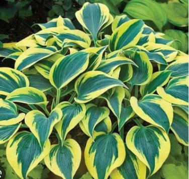 Hosta Seeds Light Army Green With Greyish White Edge 200 PCS Seeds