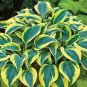 Hosta Seeds Light Army Green With Greyish White Edge 200 PCS Seeds