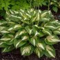Hosta Seeds Light Army Green With Greyish White Edge 200 PCS Seeds