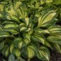 Hosta Seeds Light Army Green With Greyish White Edge 200 PCS Seeds