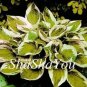 Hosta Seeds Light Army Green With Greyish White Edge 200 PCS Seeds