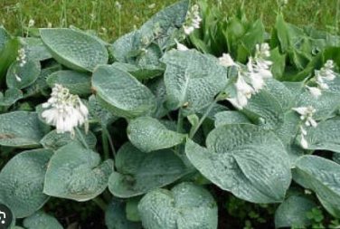 Hosta Seeds Mixed 12 Colors 500 PCS Seeds