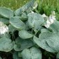 Hosta Seeds Mixed 12 Colors 500 PCS Seeds