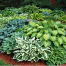 Hosta Seeds Perennial Mixed 8 Types 200 PCS Seeds