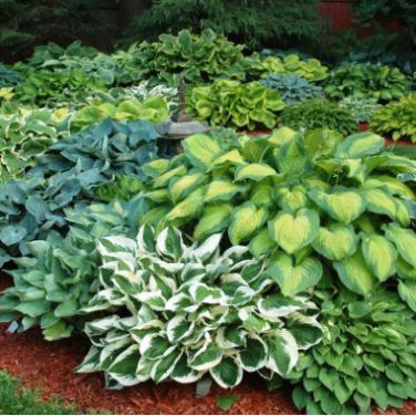Hosta Seeds Perennial Mixed 8 Types 200 PCS Seeds