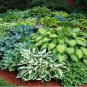 Hosta Seeds Perennial Mixed 8 Types 200 PCS Seeds