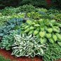 Hosta Seeds Perennial Mixed 8 Types 200 PCS Seeds