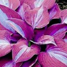 Hosta Seeds Purple Round Leaves 200 PCS Seeds Hosta Seeds Purple Round Leaves 200 PCS Seeds
