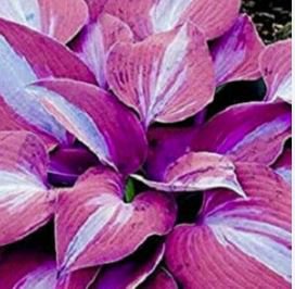 Hosta Seeds Purple Round Leaves 200 PCS Seeds
