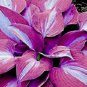 Hosta Seeds Purple Round Leaves 200 PCS Seeds
