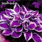 Hosta Seeds Purple Round Leaves 200 PCS Seeds