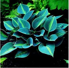 Hosta Seeds Sky Blue Leaves 100 PCS Seeds