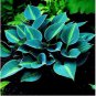 Hosta Seeds Sky Blue Leaves 100 PCS Seeds
