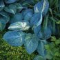 Hosta Seeds Sky Blue Leaves 100 PCS Seeds