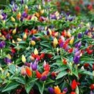 Hot Chili Peppers 60 PCS Seeds