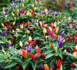 Hot Chili Peppers 60 PCS Seeds