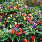 Hot Chili Peppers 60 PCS Seeds