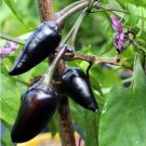 Hot Chilli Pepper Black Olive Seeds professional pack 20 PCS Seeds Hot Chilli Pepper Black Olive Seeds professional pack 20 PCS Seeds