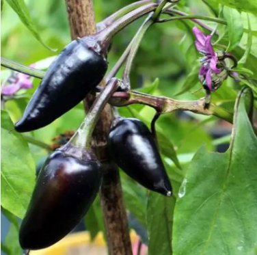 Hot Chilli Pepper Black Olive Seeds professional pack 20 PCS Seeds