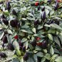 Hot Chilli Pepper Black Olive Seeds professional pack 20 PCS Seeds