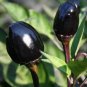 Hot Chilli Pepper Black Olive Seeds professional pack 20 PCS Seeds