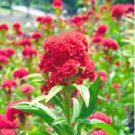 Hot Fire Red Cockscomb Annual Flower 30 PCS Seeds Hot Fire Red Cockscomb Annual Flower 30 PCS Seeds