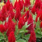 Hot Fire Red Cockscomb Annual Flower 30 PCS Seeds