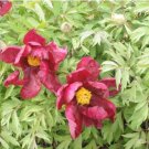 Hot Fire Red Wrinkled Peony Tree 5 PCS Seeds Hot Fire Red Wrinkled Peony Tree 5 PCS Seeds