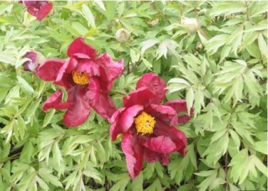 Hot Fire Red Wrinkled Peony Tree 5 PCS Seeds