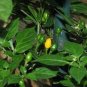 Hot Chili Peppers 60 PCS Seeds