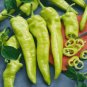 Hot Chili Peppers 60 PCS Seeds
