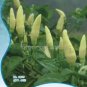 Hot Chili Peppers 60 PCS Seeds