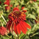 Hot papaya' Echinacea Fire Red Bonsai Coneflower 200 PCS Seeds Hot papaya' Echinacea Fire Red Bonsai Coneflower 200 PCS Seeds