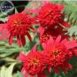 Hot papaya' Echinacea Fire Red Bonsai Coneflower 200 PCS Seeds