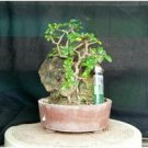 Hot Pure Natural Herba Houttuyniae Chinese Herbal Bonsai 100 PCS Seeds